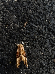 Phlogophora meticulosa