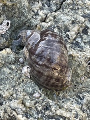 Nucella ostrina