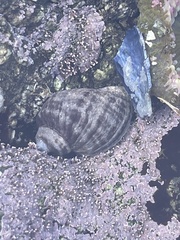 Nucella ostrina