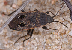 Graptopeltus lynceus