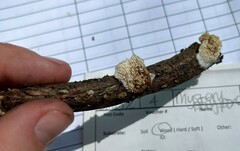 Antrodia heteromorpha