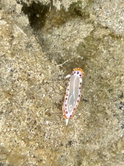 Goniobranchus setoensis