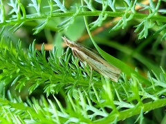Orocrambus