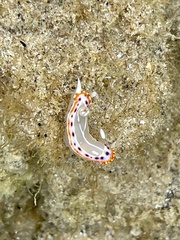 Goniobranchus setoensis
