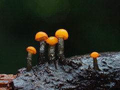 Vibrissea truncorum