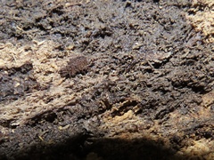 Ponera pennsylvanica