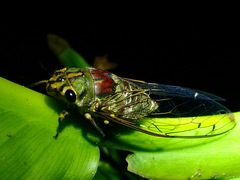 Orientopsaltria montivaga