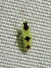 Orthotylinae