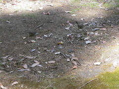 Sericornis maculatus