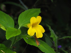 Erythranthe dentata