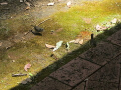 Sericornis maculatus