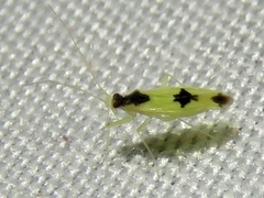 Orthotylinae