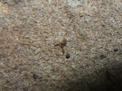 Neobisiidae