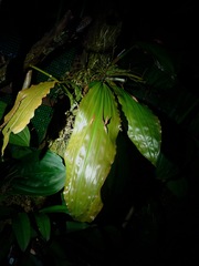 Coelogyne