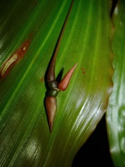 Coelogyne