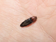 Ampedus rubricollis