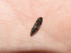 Ampedus rubricollis