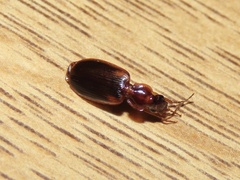 Cymindis limbata