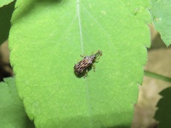 Sumitrosis inaequalis