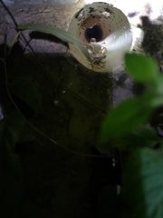 Eutropis