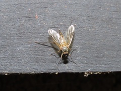 Rhagio