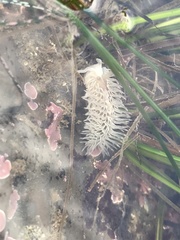 Aeolidia