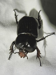 Phileurini