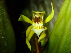 Coelogyne
