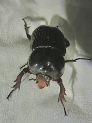 Phileurini
