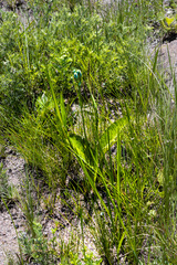 Albuca setosa