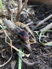 Cotinis mutabilis cabira