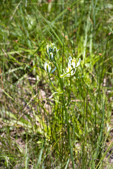 Albuca setosa