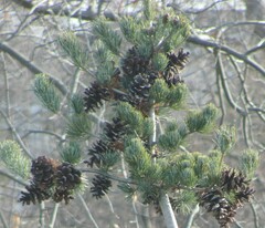Pinus parviflora