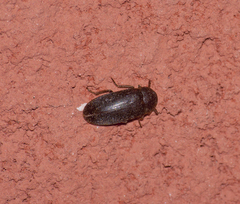 Dermestes