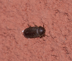 Dermestes