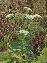Peucedanum japonicum