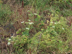 Peucedanum japonicum