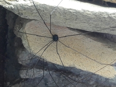 Leiobunum viridorsum