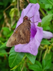 Erionota thrax
