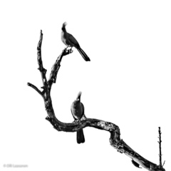 Corythaixoides concolor