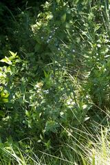 Conostomium natalense