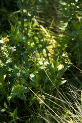 Conostomium natalense