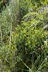 Crotalaria natalensis