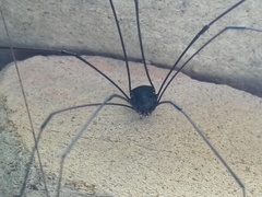 Leiobunum viridorsum