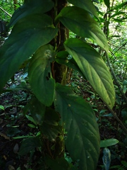Rhaphidophora