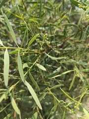Santalum acuminatum