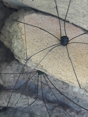 Leiobunum viridorsum