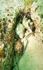 Australaria australasia