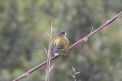 Phrygilus patagonicus