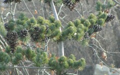 Pinus parviflora